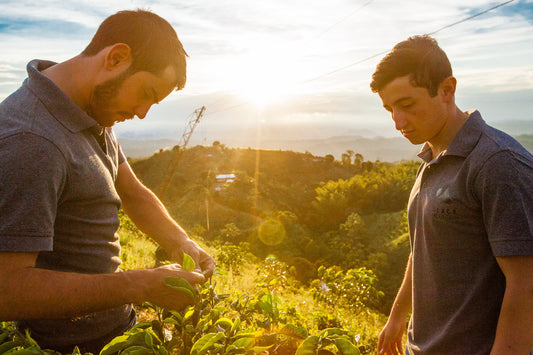 Discover the Story Behind Myth: A Colombian Decaf that Defies Expectations