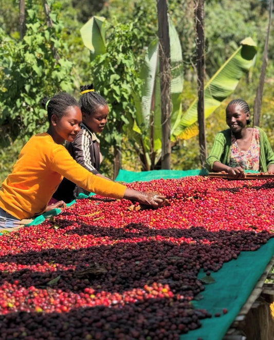 The Story of Proem: Ethiopia Yirgacheffe Banko (Coming soon!)