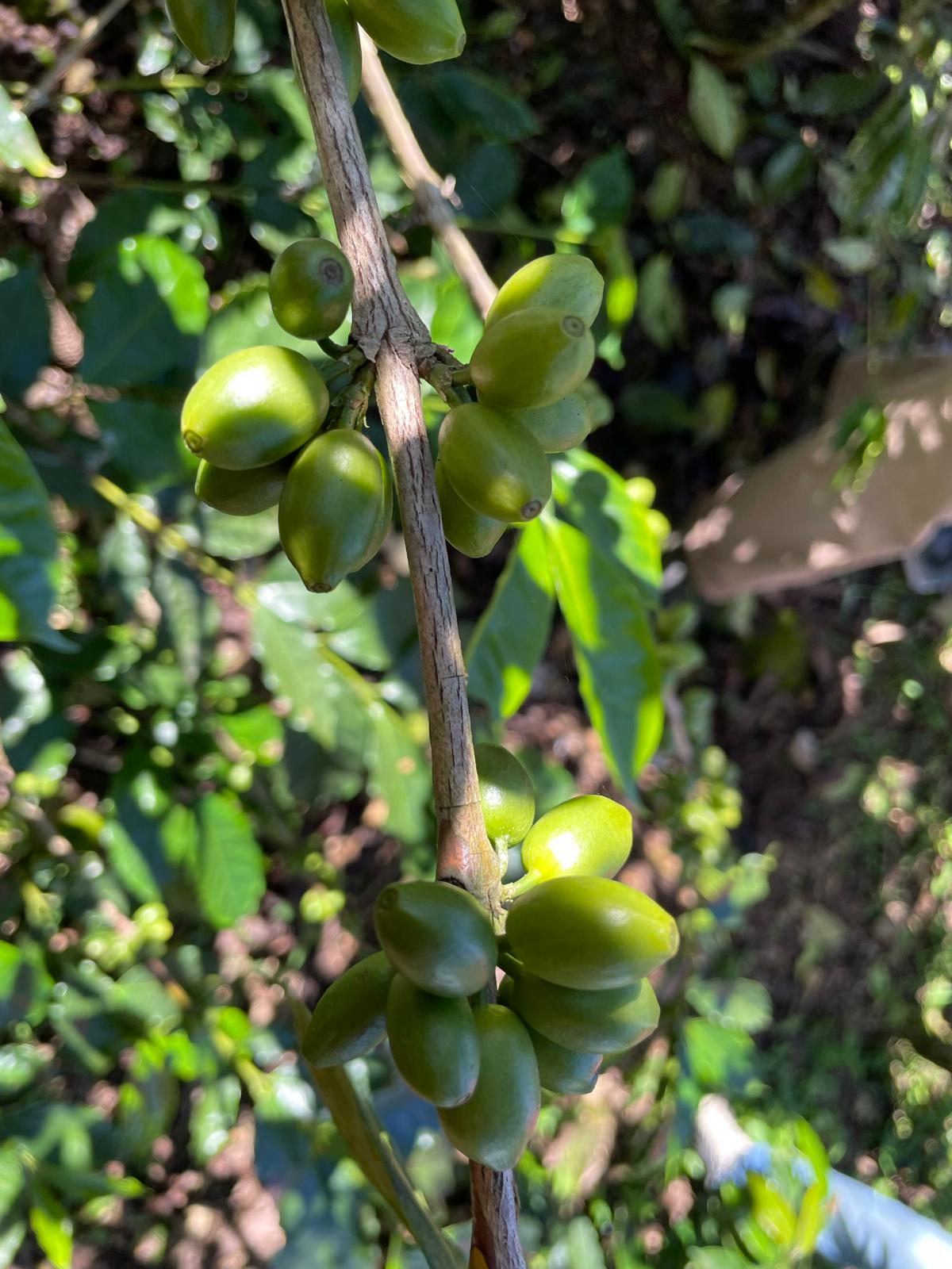 Muse - Honduran Microlot Single Origin (New!) - Coffee of the month!