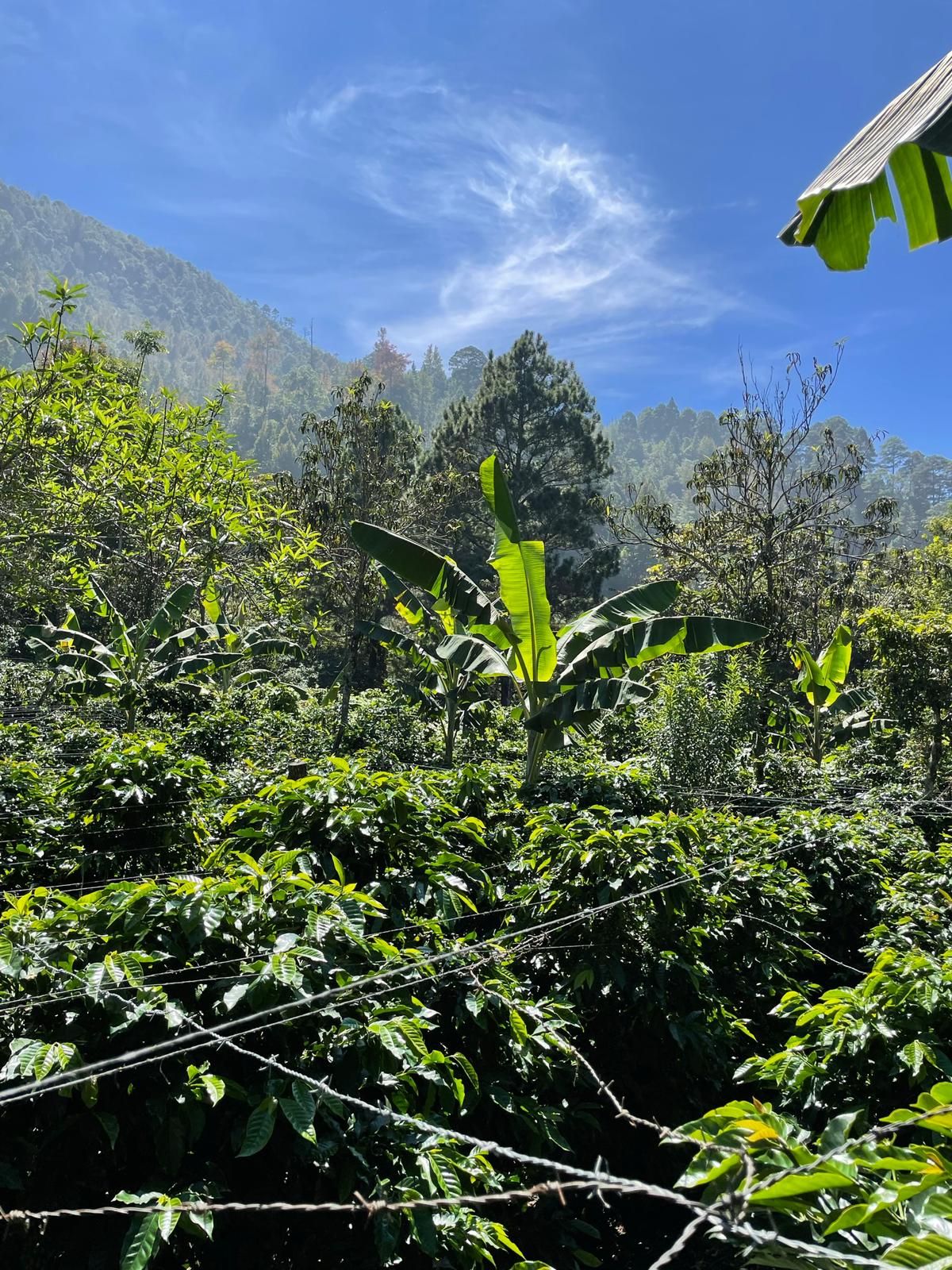 Muse - Honduran Microlot Single Origin (New!) - Coffee of the month!
