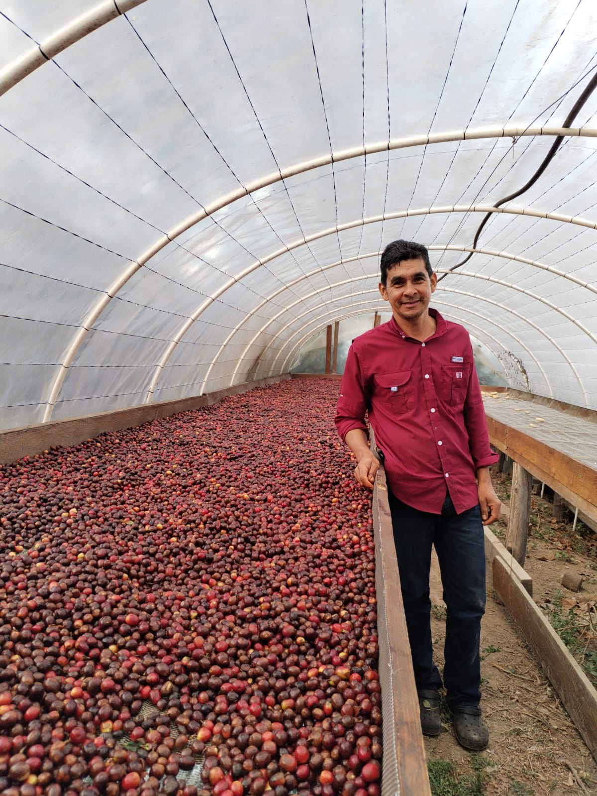 farmer with coffee cherries being processed naturally