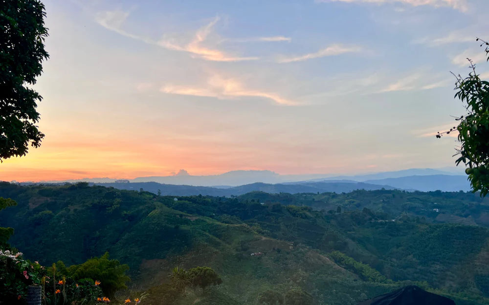 Caldas, Colombia coffee farms