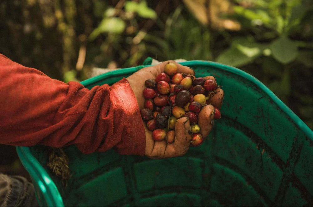 Coffee cherries at Colombian coffee farms