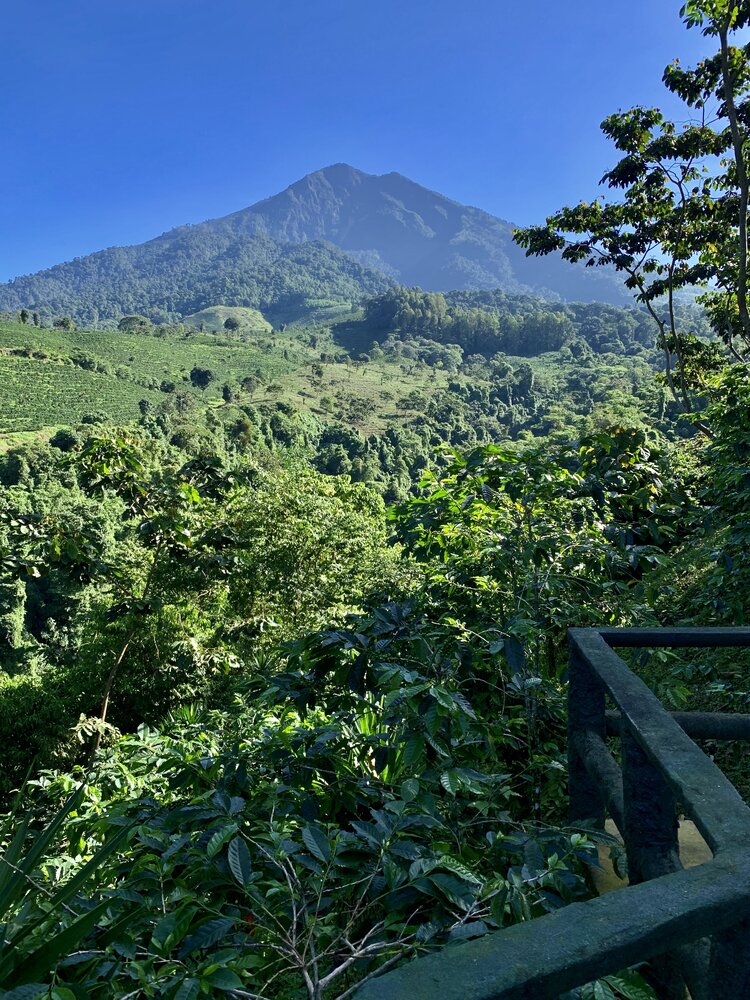 Reverie - Guatemalan Single origin