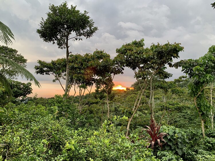 Reverie - Guatemalan Single origin