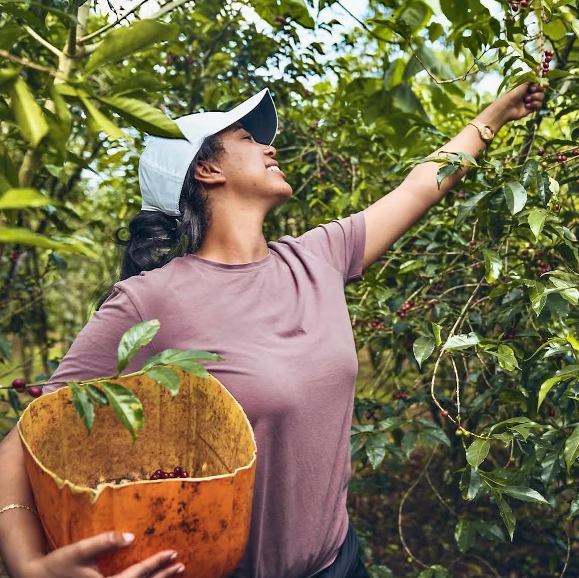 Woman harvesting coffee beans from a tree with a basket in a coffee plantation.