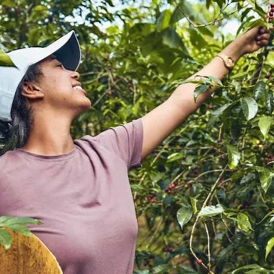 Woman picking coffee beans from a tree in a coffee plantation