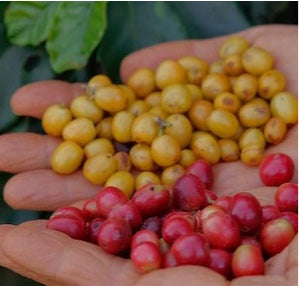 Coffee bean cherries