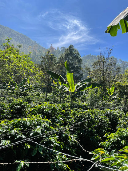 Muse - Honduran Microlot Single Origin (New!) - Coffee of the month!