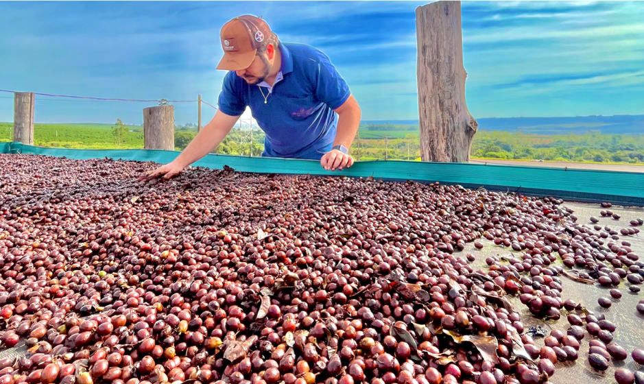 Farmer with the coffee cherries at the farm in Brazil