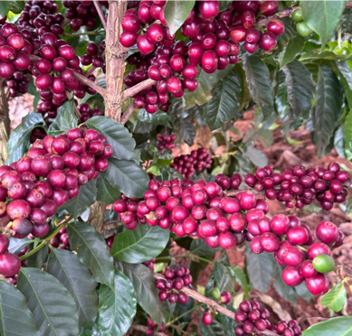 coffee cherries