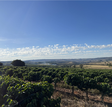 Coffee Farm in Brazil