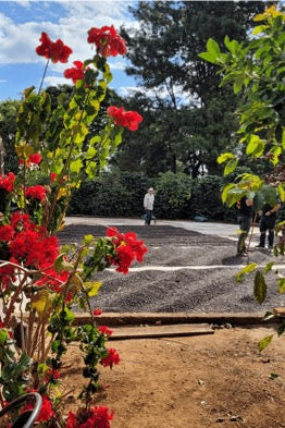 Red flowers in the foreground with a park setting in the background