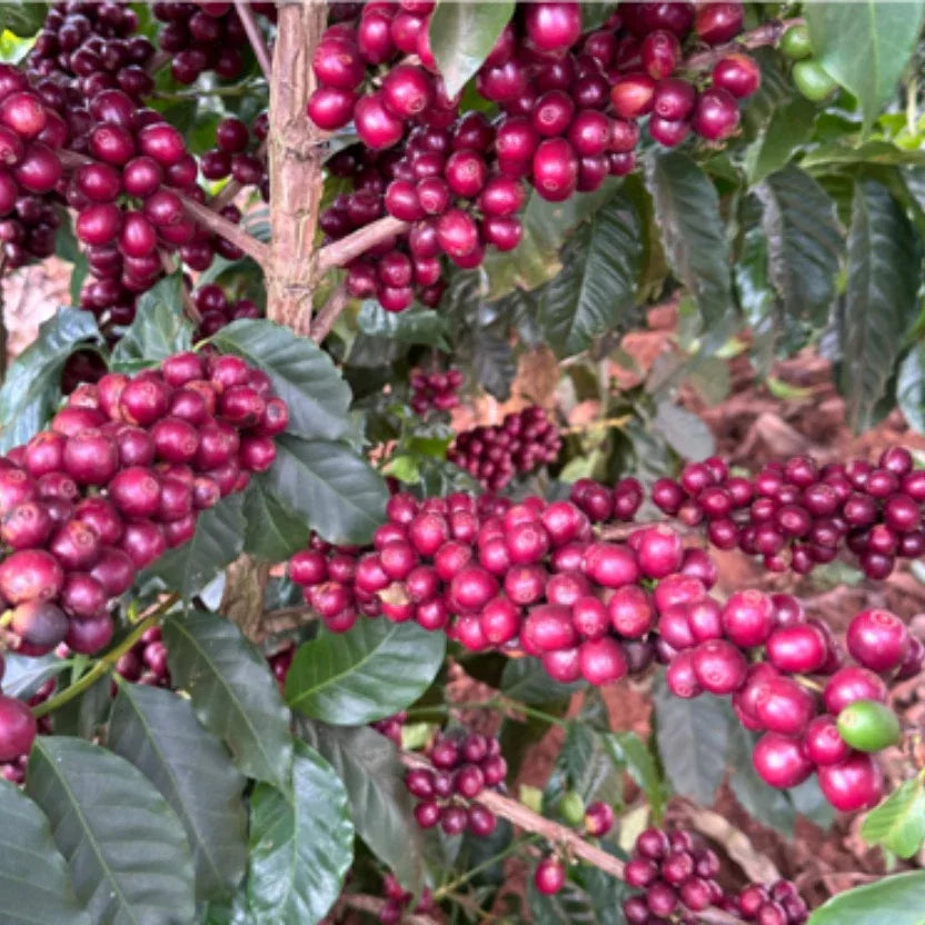 Saga - Brazil - Poets & Prose Coffee Roasters