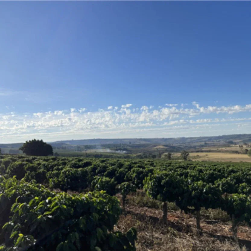 Saga - Brazil - Poets & Prose Coffee Roasters