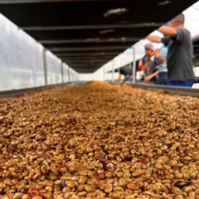 Close-up of roasted coffee beans with people in the background