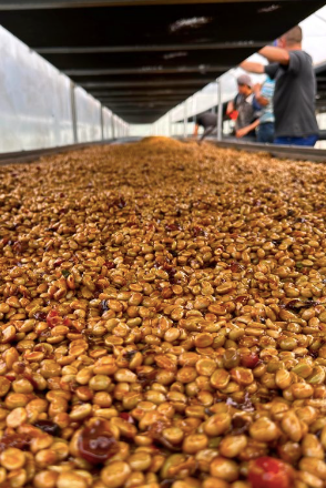 Close-up of roasted coffee beans in a large container with people in the background.
