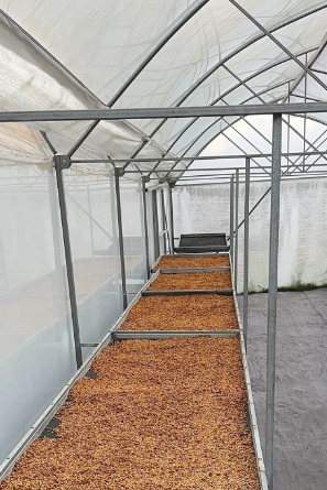 Greenhouse interior with rows of plants on tables under a transparent roof.