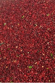 Close-up of red berries with a blurred background