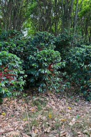 Coffee plants with red berries in a forest setting