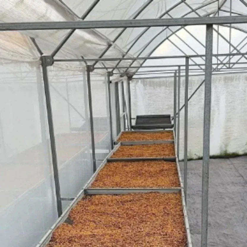 Greenhouse interior with rows of plants on beds