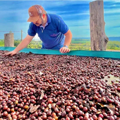 Man sorting coffee beans on a conveyor belt with a scenic background
