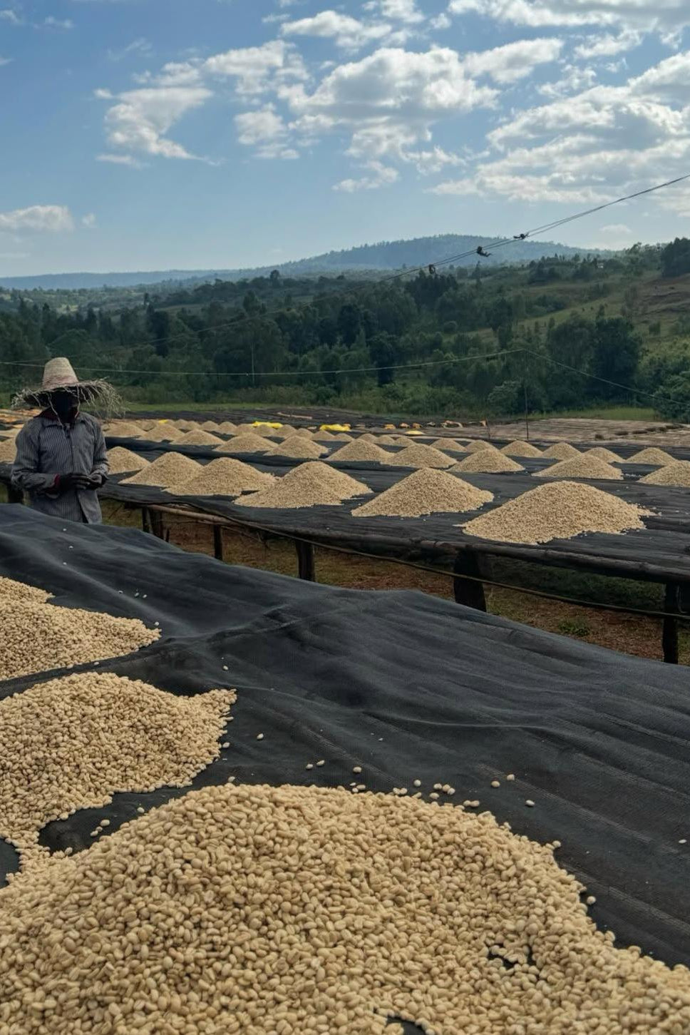 Coffee beans drying under the sun on a farm with a scenic background
