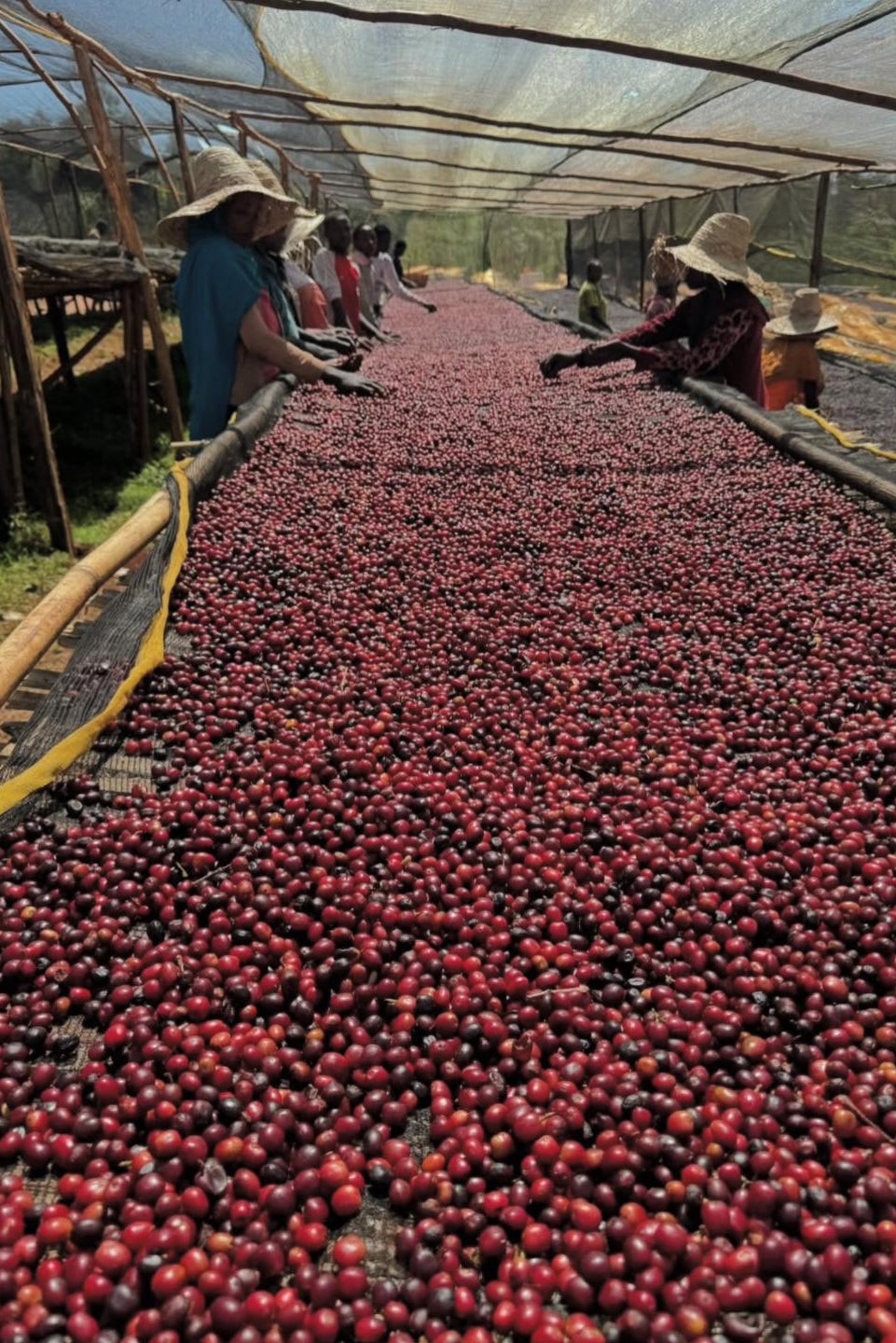 Coffee cherries being dried under a shade structure