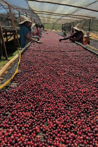 Coffee cherries being dried under a shade structure
