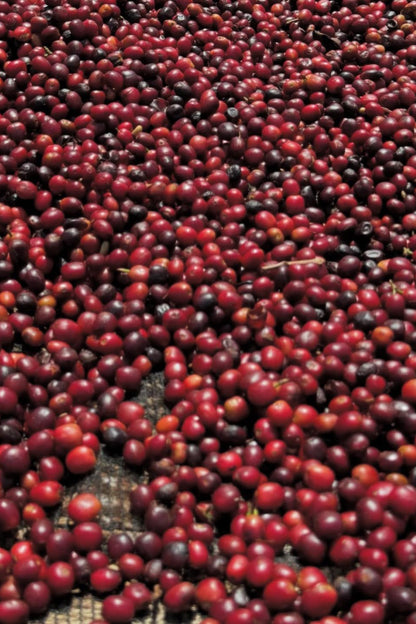 Close-up of a large number of red coffee cherries.