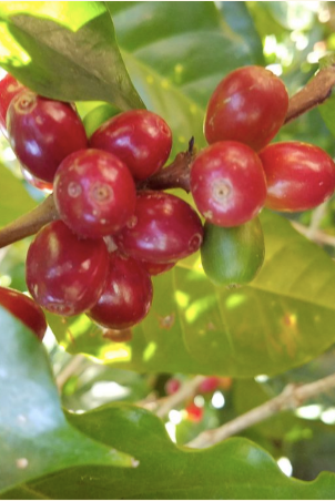 Red coffee berries on a branch with green leaves