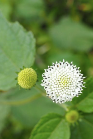 White flower and green buds on a blurred green background