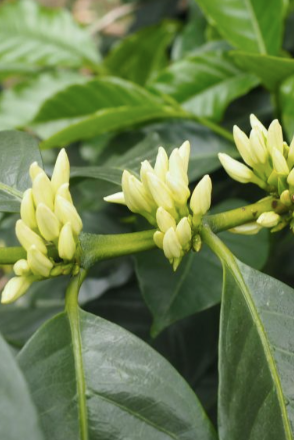 Close-up of coffee plant buds and leaves