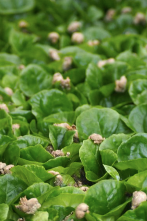 Close-up of green leaves with small buds on a blurred green background