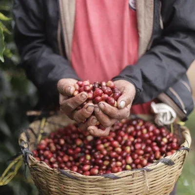 Person holding a handful of red coffee beans with a basket full of coffee beans below.
