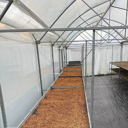 Greenhouse interior with rows of plants on tables under a transparent roof.