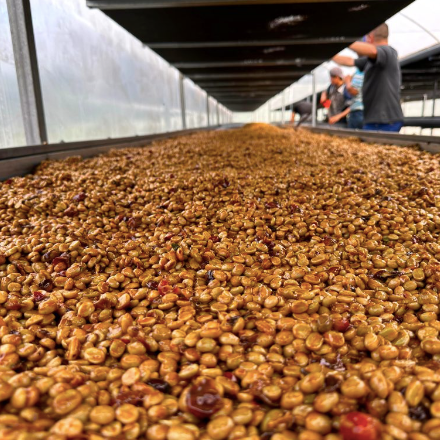 Close-up of roasted coffee beans in a large container with people in the background.