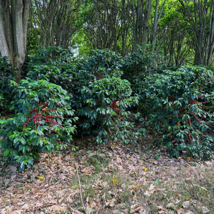 Coffee plants with red berries in a forest setting