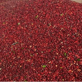 Close-up of red berries with a blurred background
