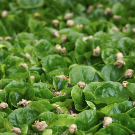 Myth - Colombia Decaf (NEW COFFEE!)