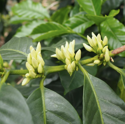 Myth - Colombia Decaf (NEW COFFEE!)