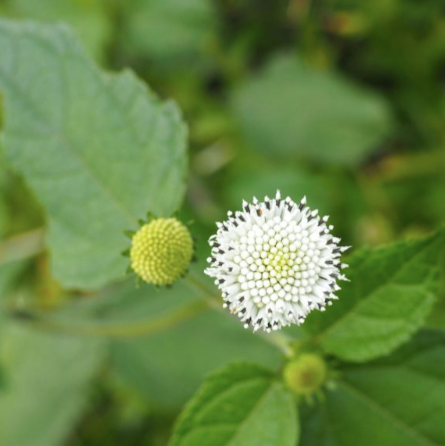 Myth - Colombia Decaf (NEW COFFEE!)