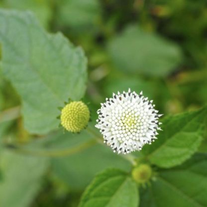 Myth - Colombia Decaf (NEW COFFEE!)