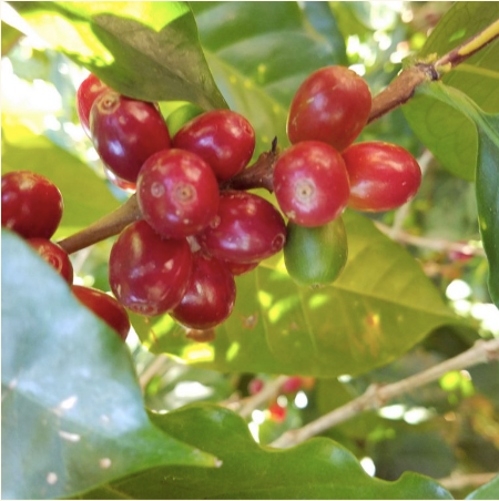 Myth - Colombia Decaf (NEW COFFEE!)