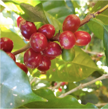 Myth - Colombia Decaf (NEW COFFEE!)