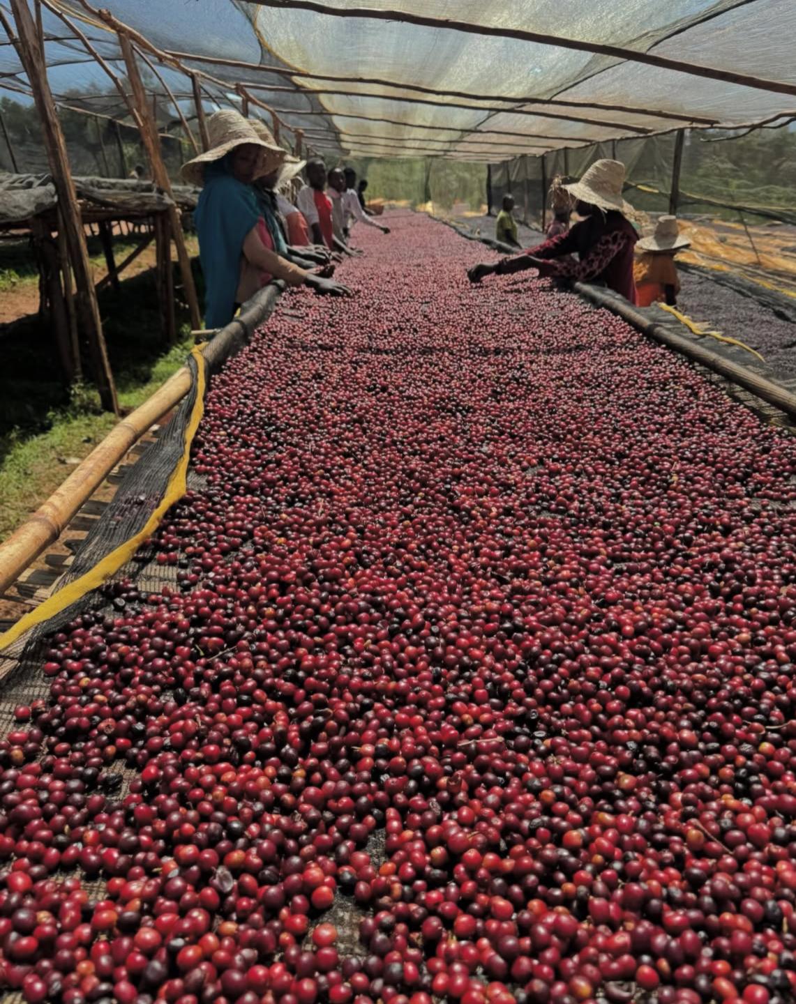 Coffee cherries being dried under a shade structure