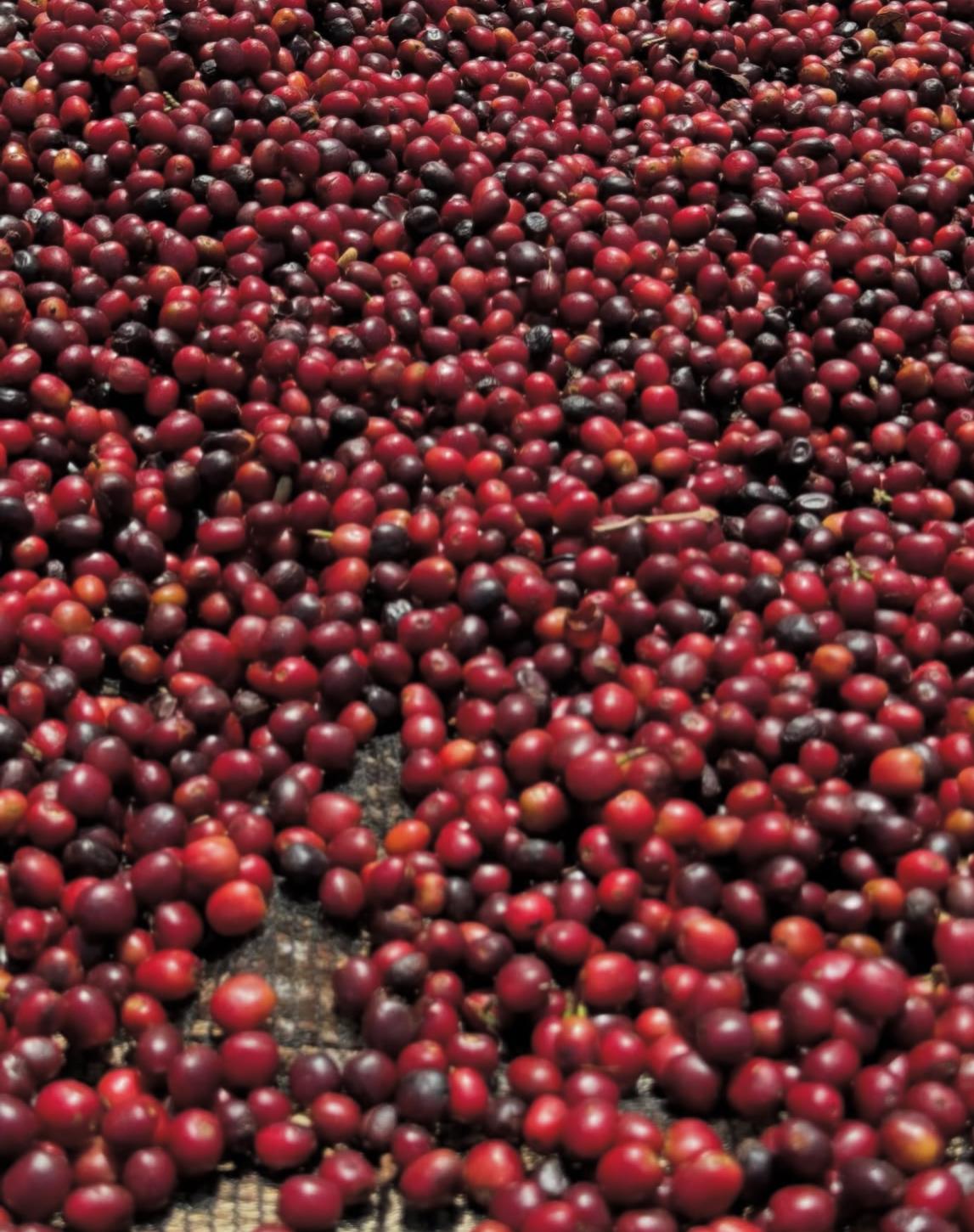 Close-up of a large number of red coffee cherries.