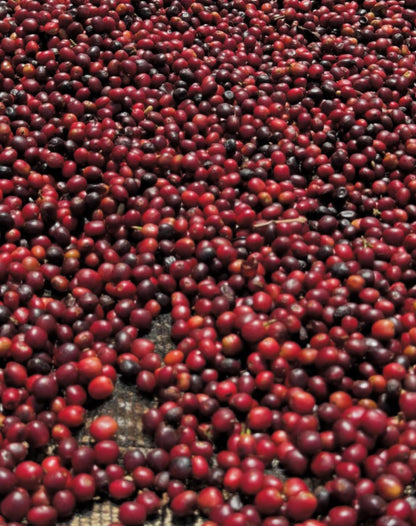 Close-up of a large number of red coffee cherries.