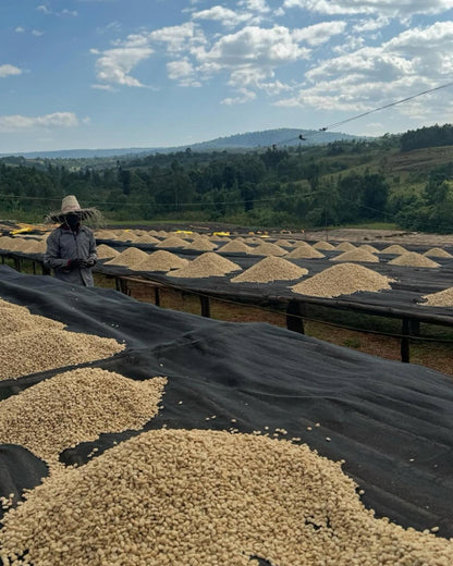 Coffee beans drying under the sun on a farm with a scenic background