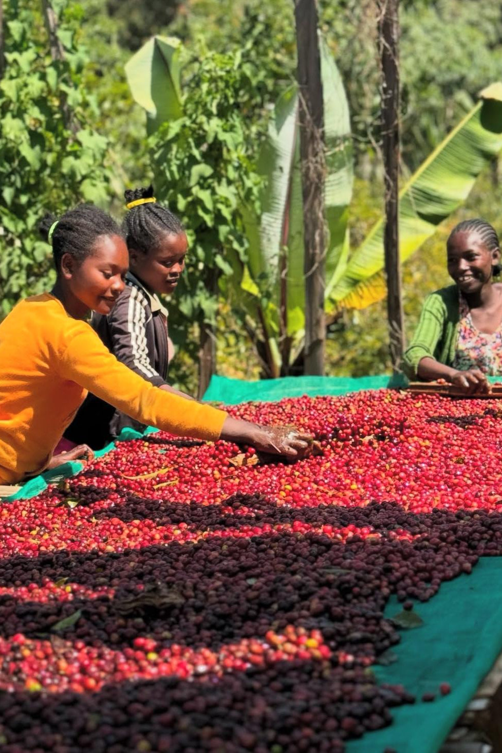 Three women sorting coffee beans on a large green cloth outdoors.